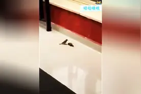 小鸟被玻璃门撞晕，同伴努力救醒图片