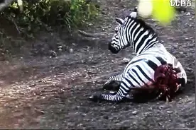 鳄鱼杀豹子 河马咬断狮子下颚，真想给那斑马个痛快结束它的痛苦图片