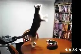 给狗狗和猫咪的搞笑舞蹈 配上动感的音乐图片