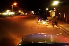 敢在警犬面前袭警 胆子大啊图片