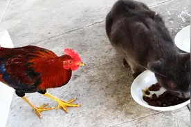 这只公鸡胆子真大，竟敢和猫咪抢食，喵星人虽生气却也无可奈何！图片