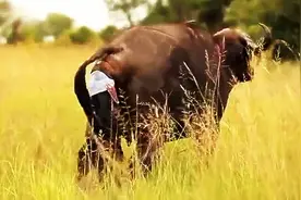 太不容易了，罕见野生水牛产仔视频，牛妈坐卧不安，还得提防外敌图片