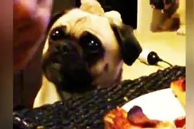 狗狗看到主人吃披萨，馋得不行了，这可怜巴巴的眼神真让人受不了图片