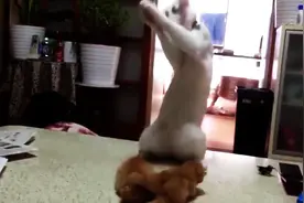 猫咪看到亲生孩子居然是这个颜色后，接下来的举动令人笑喷了！图片