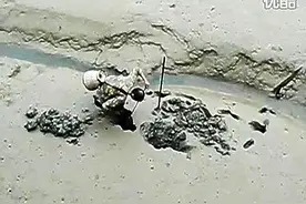 在水边的泥里掏到一条鱼，抓出来直接在锄头上宰掉放到背篓里图片