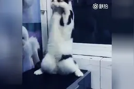 一只会跳舞的猫，一夜火爆网络！图片