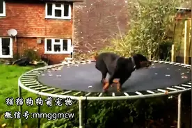 狗狗爱上玩蹦床，玩的好嗨！视频封面