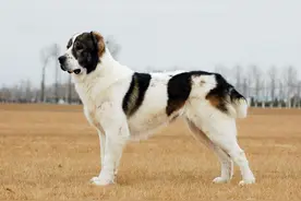 最贵牧羊犬:中亚牧羊犬对人超有保护欲对敌人很凶狠图片