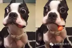 笑死算！狗狗偷吃胡萝卜被抓个正着，结果不争气的嘴角出卖了它！图片