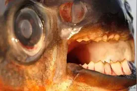 10个来自亚马逊河最可怕的动物，这简直是灾难图片