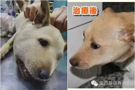 “气球狗”气管遭橡皮筋勒断，严重破损糜烂，仅剩1/3维持呼吸图片