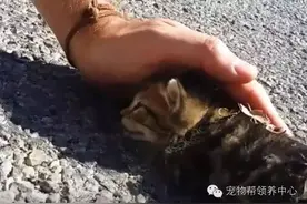 一只流浪小奶猫倒在路边已经奄奄一息，在给它一点爱后重获新生！图片