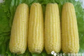 教你怎样挑选老玉米和嫩玉米图片