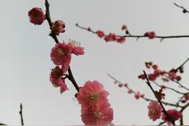 俏也不争春，只把春来报，待到山花烂漫时，她在丛中笑（梅）图片