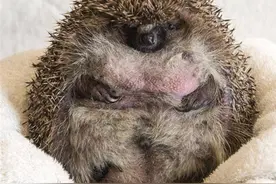 这只重1.8公斤巨无霸刺猬是普通刺猬的三倍大，萌死人不偿命啊图片