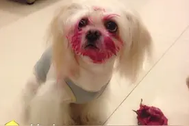 狗狗偷吃火龙果，被发现时，那场面竟让我无法直视！图片