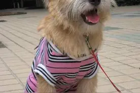 世界最小最可爱的猎犬，西班牙小猎犬超萌图片