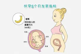 怀孕第5个月胎儿和妈妈的身体的各什么变化图片