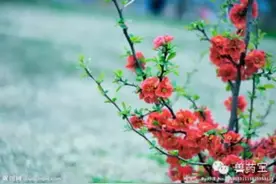 “桃花开，猪病来”，你该怎么办？图片
