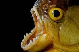 亚马逊河中十大令人闻风丧胆的可怕生物！见到千万要远离！图片