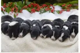 牧羊犬一胎生8女，150年来首见！图片