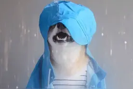 趁着主人不在家，汪星人自娱自乐，臭美的节奏根本停不下来图片