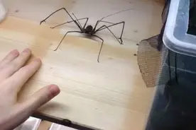 他将这只超吓人的大蜘蛛放到桌子上，接着竟然用手掌和它展开大战图片