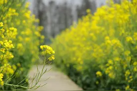 油菜花虽美，可不要乱摘哦~湖南农大研究生都没法毕业了。。。图片