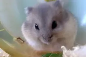 原本想给小仓鼠补补身子，万万没想到，这个食物竟然会害死它！图片