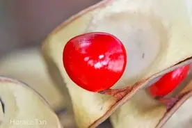 红豆生南国。情人节，我们在新加坡说一说相思豆图片