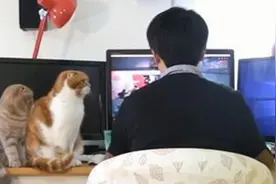 开饭前30分钟，猫会干些什么？