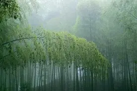 婚姻 | 都是寂寞苦楚的人图片