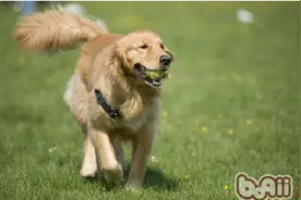 狗狗这8项动作的具体寓意，第一次养狗狗可一定要注意！图片