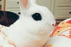 小兔砸，有著熊猫般的眼睛。那么粗的眼线图片