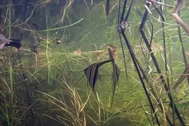 到底多少曲折？埃及神仙炼成记。图片