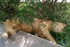 以为是命案现场！猫星人熟睡翻进树丛，微吐舌头还翻白眼！图片