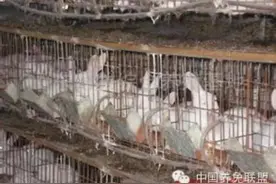 饲料对比兔子增重探秘记录图片