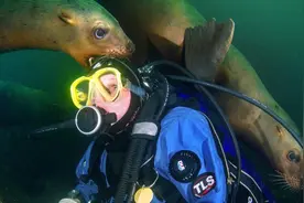 当摄影师在海底下遇见海狮，惊人的一幕发生了图片