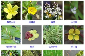知识|这108种水生植物你见过多少？收起来~图片
