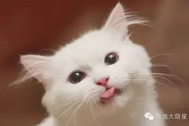 猫为什么吐舌头？图片