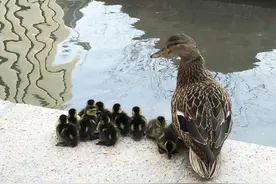 国家地理门前的故事：小野鸭，大问题图片