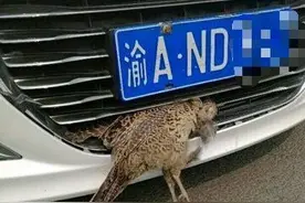 撞车的野鸡被司机炖来吃了?真相更伤感图片