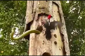 啄木鸟啄树时突然啄出一条蛇，差点吓坏了视频封面