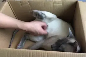 夏天这样示范给你给猫剪毛   首次尝试  脾气第一好的暹罗猫