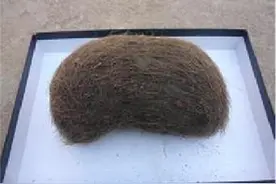 乐极生悲！四川男子花30万元买“猪宝” 打开后发现是猪毛图片