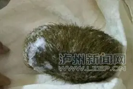 泸州一市民30万元买来250g“猪宝” 打开竟是猪毛图片