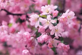 2016年3月南江镇将举办首届野生樱花节图片