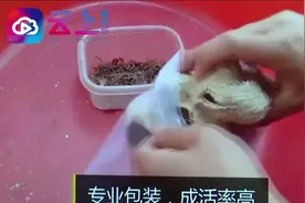 淘宝上公然售卖活蝎子，网兜包装直接快递，这真的合法吗？视频封面