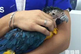 奢侈！连鹦鹉都用上3D打印的钛金属鸟喙了图片