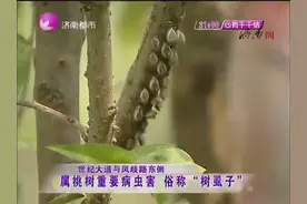 树上长满白色虫子！市民担忧安全，原来是桃树害虫“树虱子”！视频封面